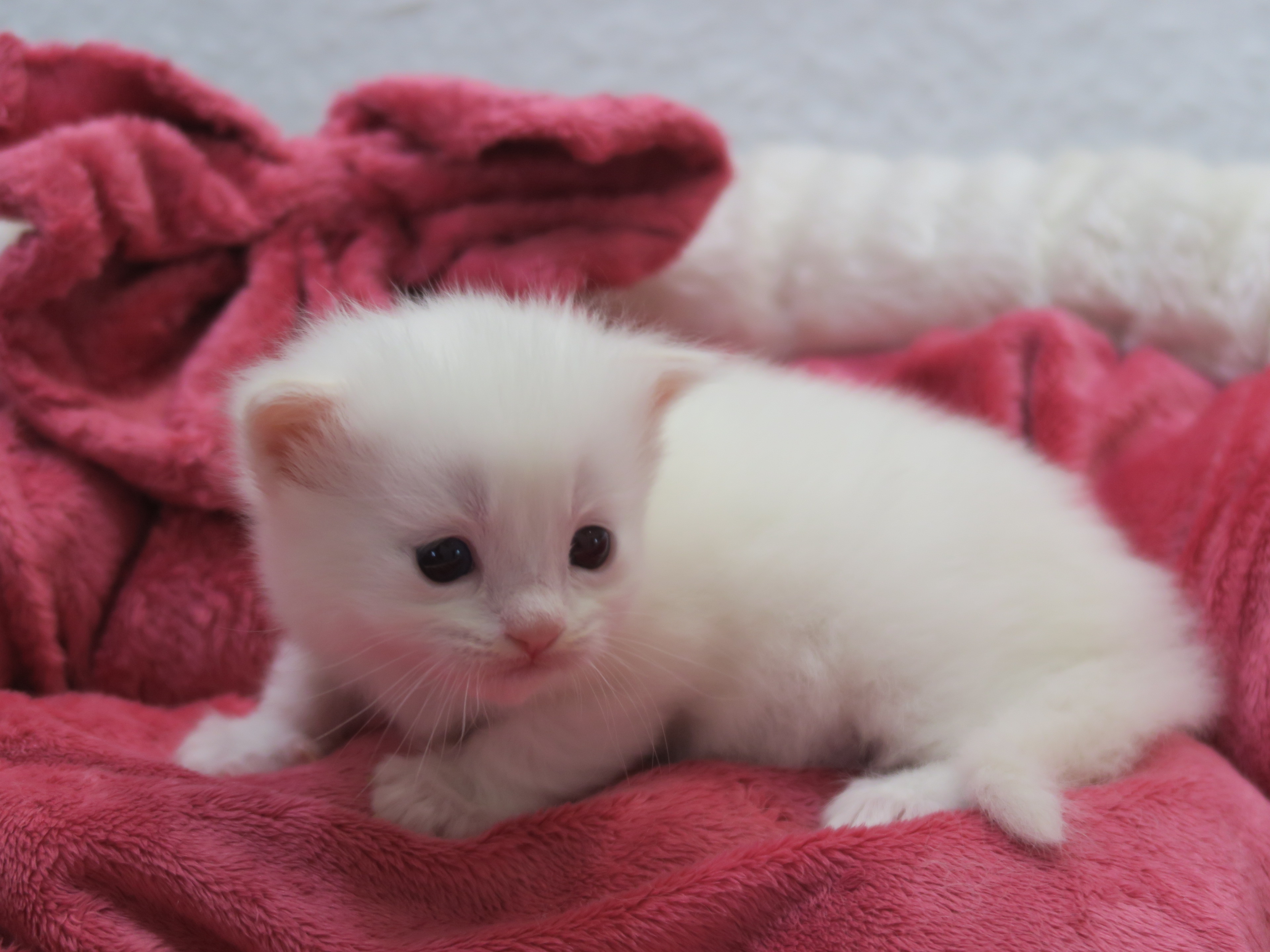 Nos Ragdoll Roux ou Red Couleur orange de nos Ragdolls